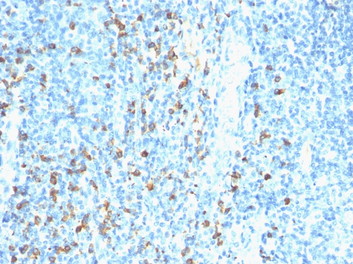 Formalin-fixed, paraffin-embedded human tonsil stained with Biotinylated Lambda Light Chain probe followed by Anti-Biotin Mouse Monoclonal Antibody (Hyb-8).