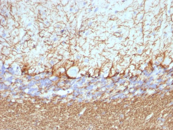 Formalin-fixed, paraffin-embedded Rat Cerebellum stained with Neurofilament Mouse Monoclonal Antibody (NF421 + NFL/736).