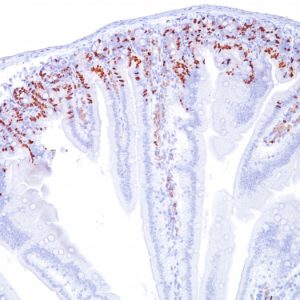 Formalin-fixed, paraffin-embedded Mouse Intestine stained with BrdU Monoclonal Antibody (SPM166).