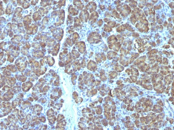 Mitochondrial Marker Antibody - Image 3