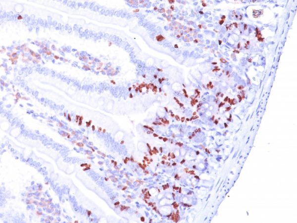 Formalin-fixed, paraffin-embedded Mouse Small Intestine stained with BrdU Monoclonal Antibody (MoBu-1).