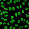 Recombinant Human Nuclear Antigen (HNA) (Human Cell Marker) Antibody - Image 2