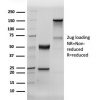 Recombinant Human Nuclear Antigen (HNA) (Human Cell Marker) Antibody - Image 3