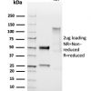 Recombinant HPV-16 (Human Papilloma Virus 16) Antibody - Image 2