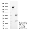 p21 Antibody in SDS-PAGE
