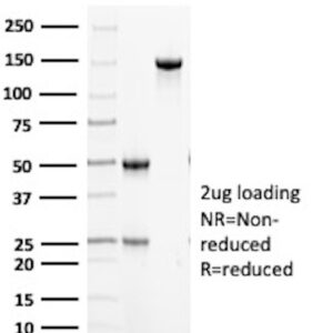 CD16 Antibody in SDS-PAGE