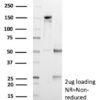 GPC3 Antibody in SDS-PAGE