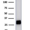HLA-DRB Antibody in Western Blot (WB)