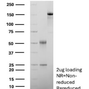 B7-H3/CD276 Antibody in SDS-PAGE