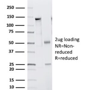 CD33 Antibody in SDS-PAGE