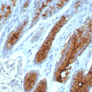 MUC5AC Antibody in Immunohistochemistry (IHC (P))