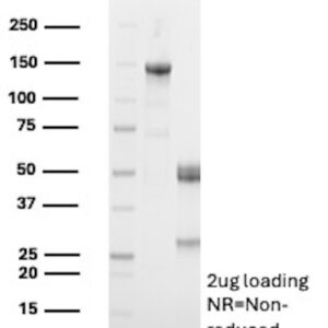 CD137 Antibody in SDS-PAGE