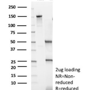 GATA-3 / GATA3 Antibody in SDSD-PAGE