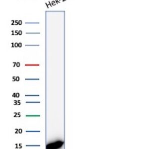 Macrophage Migration Inhibitory Factor Antibody in Western Blot (WB)