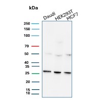 CD269 / TNFRSF17 Antibody in Western Blot (WB)