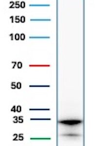 CD20 Antibody in Western Blot (WB)