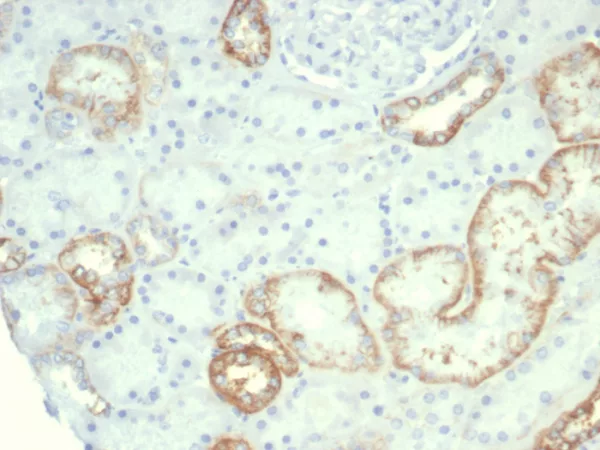 Recombinant Ksp-Cadherin (Kidney-Specific Cadherin) / CDH16 Antibody - Image 2