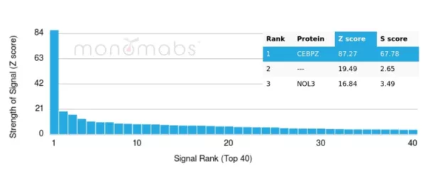 Analysis of Protein Array containing more than 19,000 full-length human proteins using CEBPZ Mouse Monoclonal (PCRP-CEBPZ-2D8). Z- and S- Score: The Z-score represents the strength of a signal that a monoclonal antibody (MAb) (in combination with a fluorescently-tagged anti-IgG secondary antibody) produces when binding to a particular protein on the HuProtTM array. Z-scores are described in units of standard deviations (SD's) above the mean value of all signals generated on that array. If targets on HuProtTM are arranged in descending order of the Z-score, the S-score is the difference (also in units of SD's) between the Z-score. S-score therefore represents the relative target specificity of a MAb to its intended target.  A MAb is considered to specific to its intended target, if the MAb has an S-score of at least 2.5. For example, if a MAb binds to protein X with a Z-score of 43 and to protein Y with a Z-score of 14, then the S-score for the binding of that MAb to protein X is equal to 29.
