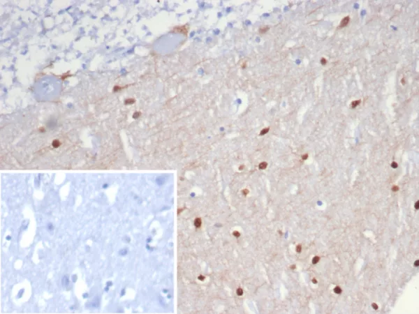 SCGN / Secretagogin Antibody - Image 2