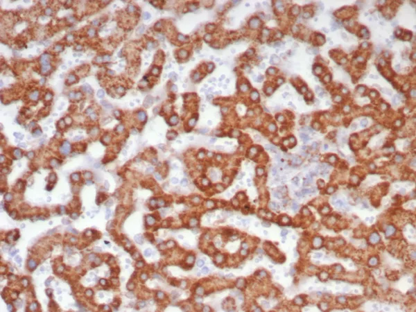 ALDH1L1 Antibody in Immunohistochemistry (IHC (P))