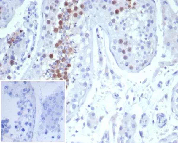 Formalin-fixed, paraffin-embedded human testis stained with KIF2C Mouse Monoclonal Antibody (KIF2C/6522) at 2ug/ml. Inset: PBS instead of primary antibody; secondary only negative control.