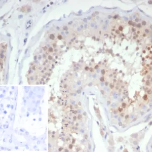 Formalin-fixed, paraffin-embedded human testis stained with KIF2C Mouse Monoclonal Antibody (KIF2C/4706) at 2ug/ml. Inset: PBS instead of primary antibody; secondary only negative control.