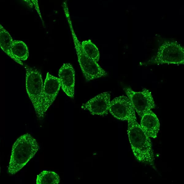 FOXP4 Antibody - Image 3