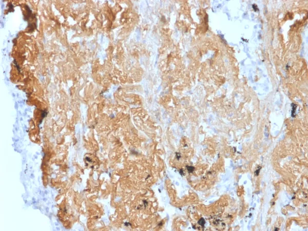 ZNF488 Antibody - Image 3