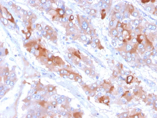 Clusterin Antibody in Immunohistochemistry (IHC (P))