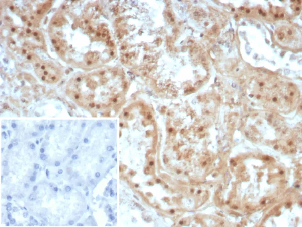 Recombinant Collagen II (COL2A1) Antibody - Image 2