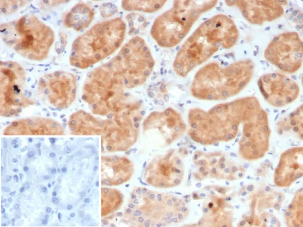 Formalin-fixed, paraffin-embedded human kidney stained with G-CSF Mouse Monoclonal Antibody (CSF3/4594).  Inset: PBS instead of primary antibody; secondary only negative control.