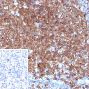 Formalin-fixed, paraffin-embedded human tonsil stained with G-CSF Mouse Monoclonal Antibody (CSF3/4599).  Inset: PBS instead of primary antibody; secondary only negative control.