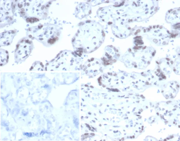 Neuronal-Nuclei (NeuN) (Neuronal Marker) Antibody