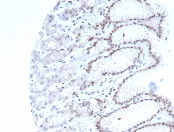 Neuronal-Nuclei (NeuN) (Neuronal Marker) Antibody - Image 3