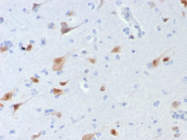 Recombinant Neuronal-Nuclei (NeuN) (Neuronal Marker) Antibody