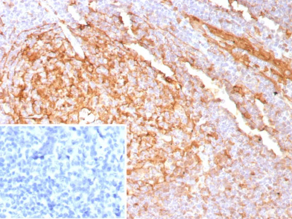 Recombinant Cystatin A Antibody - Image 2