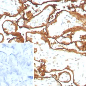 Formalin-fixed, paraffin-embedded human placenta stained with EGFR Recombinant Rabbit Monoclonal Antibody (EGFR/8933R). HIER: Tris/EDTA, pH9.0, 45min. 2°C: HRP-polymer, 30min. DAB, 5min.