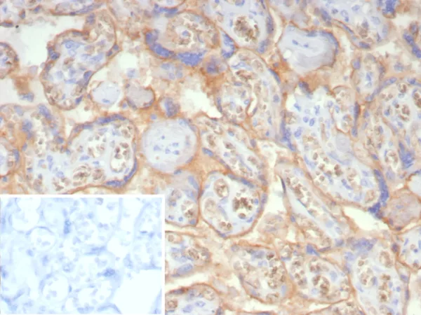 Formalin-fixed, paraffin-embedded human placenta stained with NSE gamma Mouse Monoclonal Antibody (ENO2/7447). Inset: PBS instead of primary antibody; secondary only negative control.