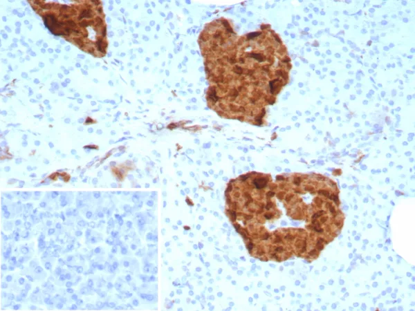 Formalin-fixed, paraffin-embedded human pancreas stained with NSE gamma Mouse Monoclonal Antibody (ENO2/9046). Inset: PBS instead of primary antibody; secondary only negative control.