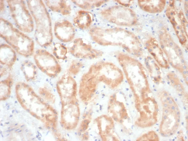 Formalin-fixed, paraffin-embedded dog kidney stained with EPH Receptor B4 (EPHB4) Mouse Monoclonal Antibody (EPHB4/6391). HIER: Tris/EDTA, pH9.0, 45min. 2°C: HRP-polymer, 30min. DAB, 5min.