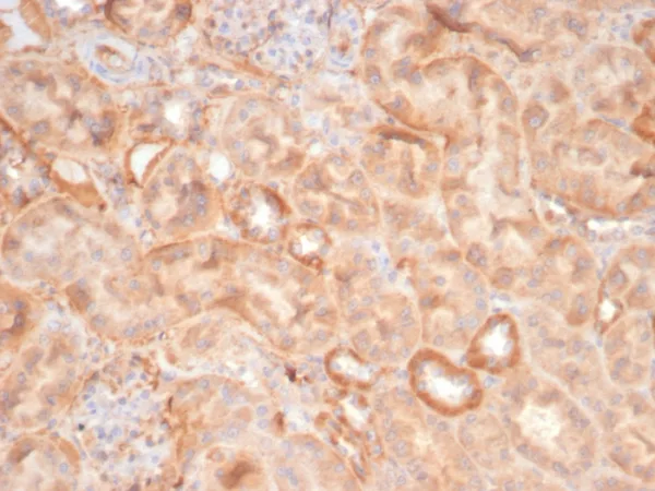 Formalin-fixed, paraffin-embedded cat kidney stained with EPH Receptor B4 (EPHB4) Mouse Monoclonal Antibody (EPHB4/6391). HIER: Tris/EDTA, pH9.0, 45min. 2°C: HRP-polymer, 30min. DAB, 5min.