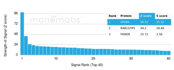 Analysis of Protein Array containing more than 19,000 full-length human proteins using EPH Receptor B4 (EPHB4) Mouse Monoclonal (EPHB4/6391). Z- and S- Score: The Z-score represents the strength of a signal that a monoclonal antibody (MAb) (in combination with a fluorescently-tagged anti-IgG secondary antibody) produces when binding to a particular protein on the HuProtTM array. Z-scores are described in units of standard deviations (SD's) above the mean value of all signals generated on that array. If targets on HuProtTM are arranged in descending order of the Z-score, the S-score is the difference (also in units of SD's) between the Z-score. S-score therefore represents the relative target specificity of a MAb to its intended target.  A MAb is considered to specific to its intended target, if the MAb has an S-score of at least 2.5. For example, if a MAb binds to protein X with a Z-score of 43 and to protein Y with a Z-score of 14, then the S-score for the binding of that MAb to protein X is equal to 29.