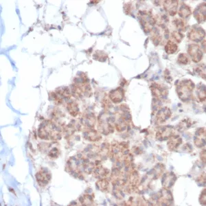 Formalin-fixed, paraffin-embedded human salivary gland stained with EPH Receptor B4 (EPHB4) Mouse Monoclonal Antibody (EPHB4/6393). HIER: Tris/EDTA, pH9.0, 45min. 2°C: HRP-polymer, 30min. DAB, 5min.