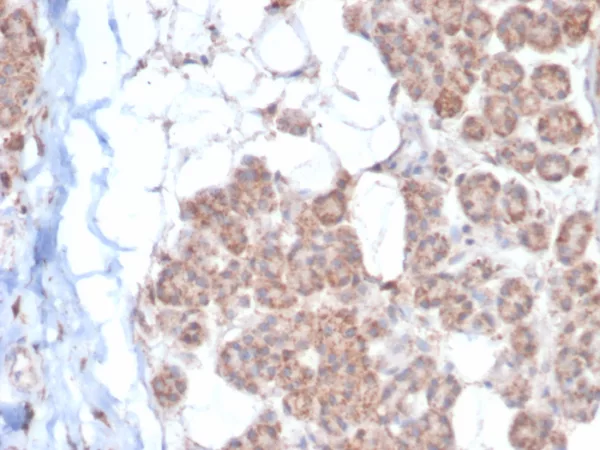 Formalin-fixed, paraffin-embedded human salivary gland stained with EPH Receptor B4 (EPHB4) Mouse Monoclonal Antibody (EPHB4/6393). HIER: Tris/EDTA, pH9.0, 45min. 2°C: HRP-polymer, 30min. DAB, 5min.