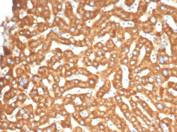 Formalin-fixed, paraffin-embedded human liver stained with EPH Receptor B4 (EPHB4) Mouse Monoclonal Antibody (EPHB4/6393). HIER: Tris/EDTA, pH9.0, 45min. 2°C: HRP-polymer, 30min. DAB, 5min.