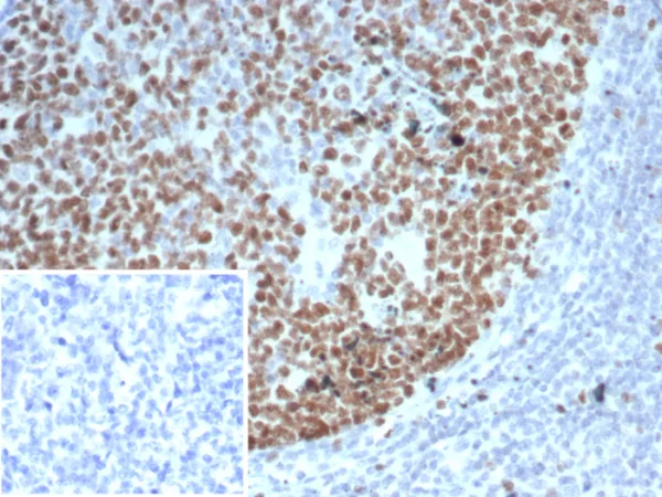 EZH2 / KMT6 Antibody - Image 2