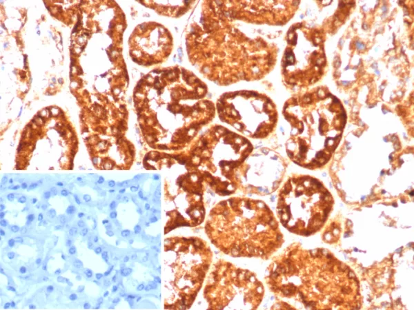 Coagulation Factor VII / F7 Antibody - Image 3