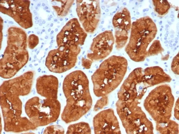 Formalin-fixed, paraffin-embedded human kidney stained with FABP1 Mouse Monoclonal Antibody (FABP1/4517). HIER: Tris/EDTA, pH9.0, 45min. 2°C: HRP-polymer, 30min. DAB, 5min.