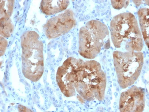 Fatty Acid Binding Protein (Liver) / FABP1 Antibody - Image 3