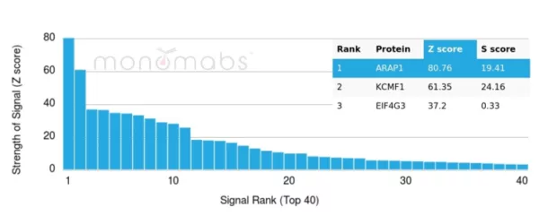 Analysis of Protein Array containing more than 19,000 full-length human proteins using CD23-Monospecific Mouse Monoclonal Antibody (FCER2/6893).  Z- and S- Score: The Z-score represents the strength of a signal that a monoclonal antibody (MAb) (in combination with a fluorescently-tagged anti-IgG secondary antibody) produces when binding to a particular protein on the HuProtTM array. Z-scores are described in units of standard deviations (SD's) above the mean value of all signals generated on that array. If targets on HuProtTM are arranged in descending order of the Z-score, the S-score is the difference (also in units of SD's) between the Z-score. S-score therefore represents the relative target specificity of a MAb to its intended target.  A MAb is considered to specific to its intended target, if the MAb has an S-score of at least 2.5. For example, if a MAb binds to protein X with a Z-score of 43 and to protein Y with a Z-score of 14, then the S-score for the binding of that MAb to protein X is equal to 29.